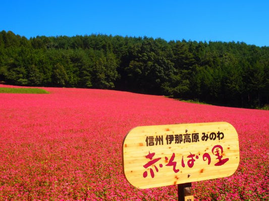 長野県で人生最高のそばに出会う秋のおすすめイベント
