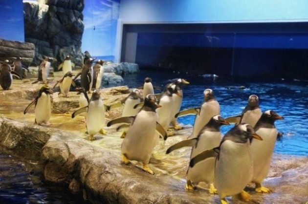 市立 しものせき水族館 海響館