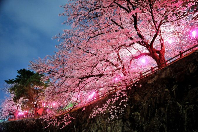九州各県のお花見スポット３５選 九州lovers