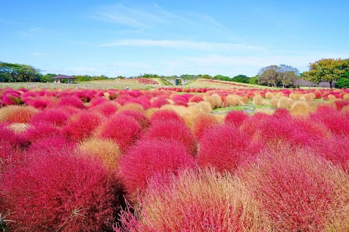 福岡 インスタ映え 海浜公園花2