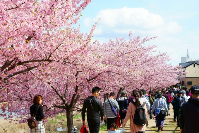 乙川堤の桜