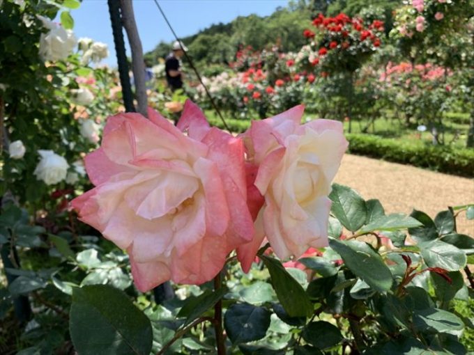 河津バガテル公園